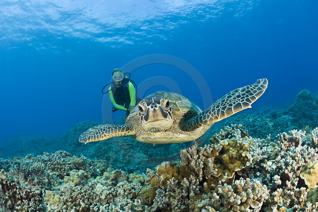 Green Turtle and Diver