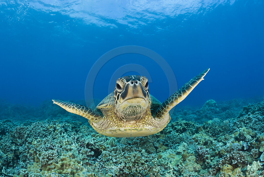 Gruene Meeresschildkroete, Chelonia mydas, Maui, Hawaii, USA