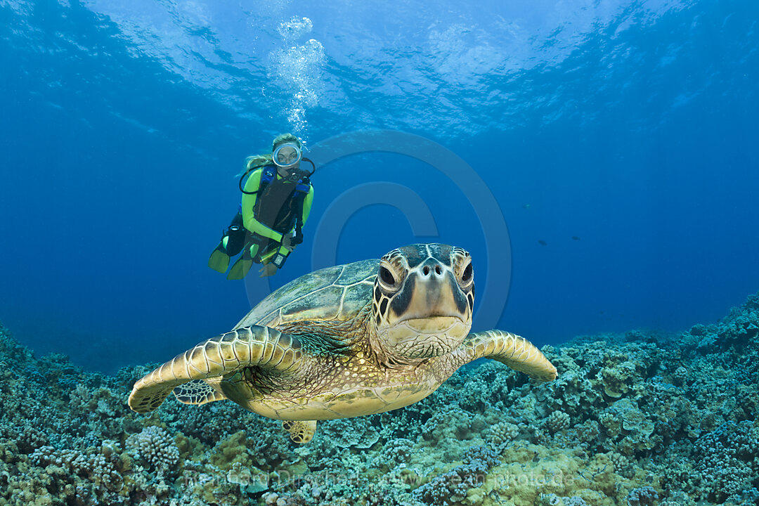 Green Turtle and Diver, Chelonia mydas, Maui, Hawaii, USA