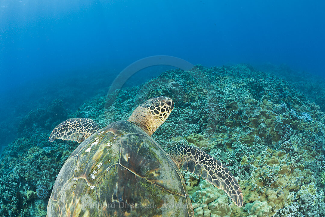 Gruene Meeresschildkroete, Chelonia mydas, Maui, Hawaii, USA