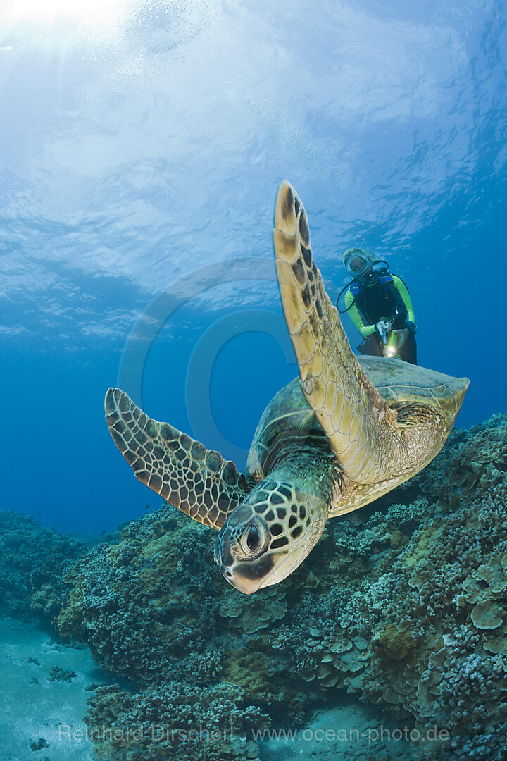 Gruene Meeresschildkroete und Taucher, Chelonia mydas, Maui, Hawaii, USA