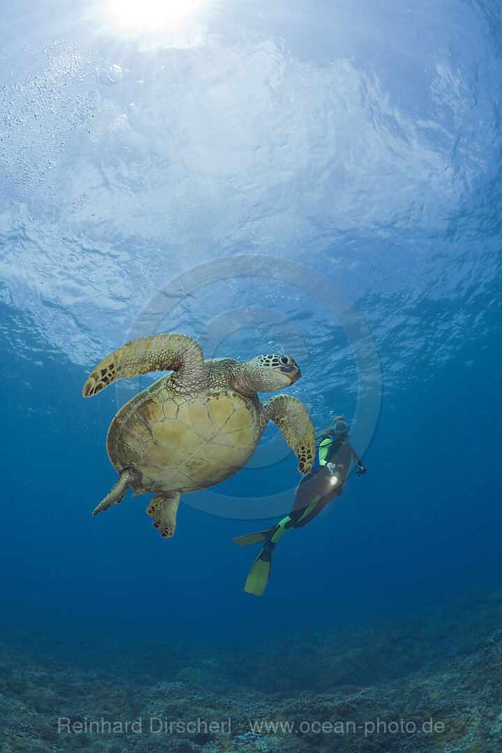 Gruene Meeresschildkroete und Taucher, Chelonia mydas, Maui, Hawaii, USA