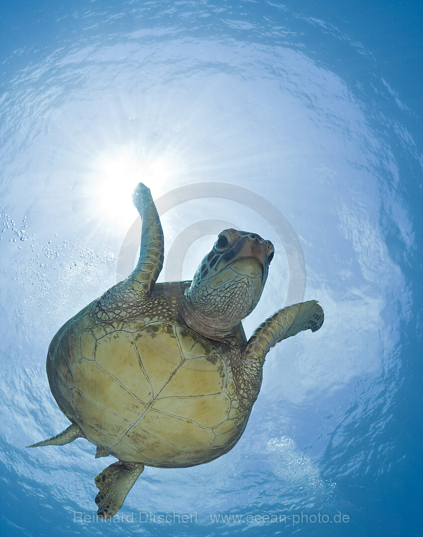 Green Turtle