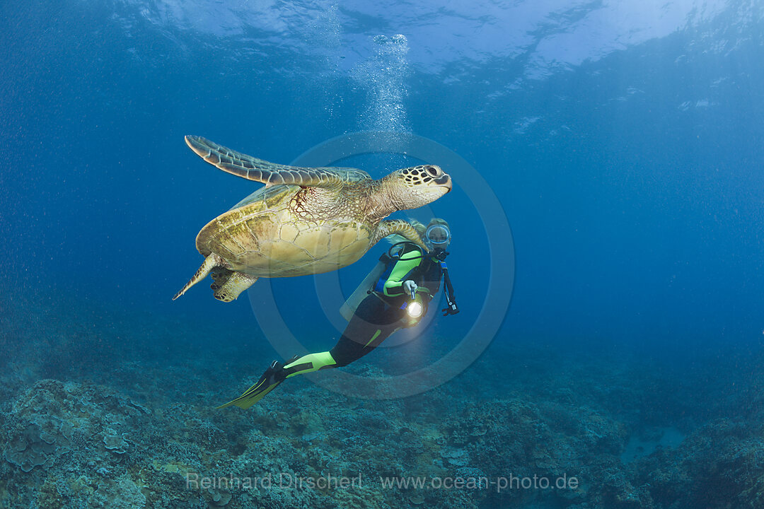 Gruene Meeresschildkroete und Taucher, Chelonia mydas, Maui, Hawaii, USA