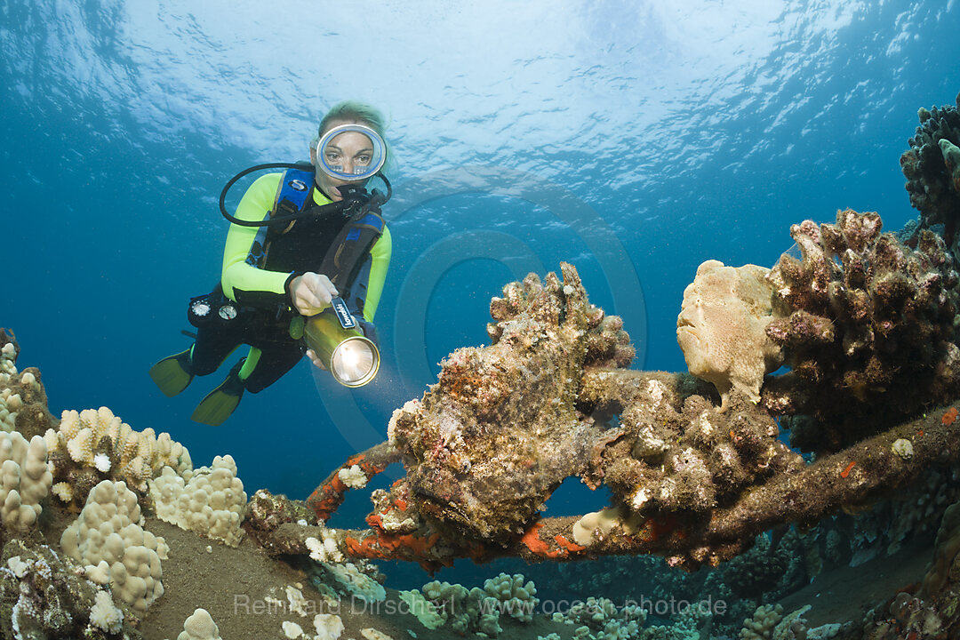 Frogfishes and Diver, Antennarius commersonii, Maui, Hawaii, USA