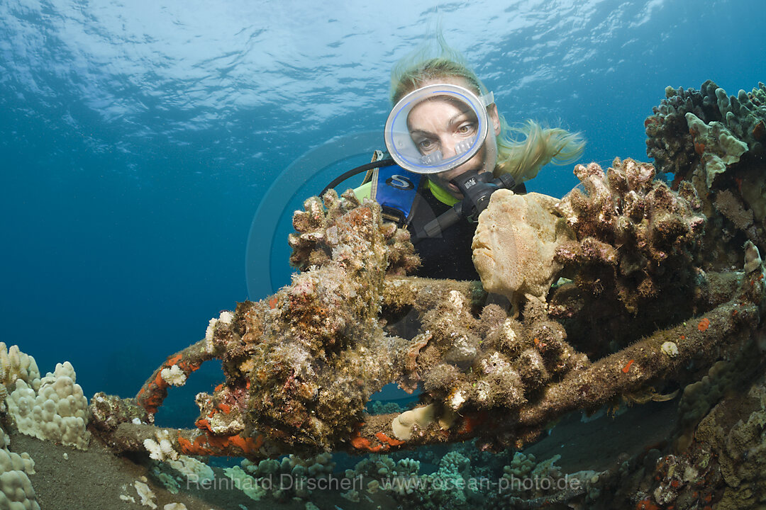 Frogfishes and Diver, Antennarius commersonii, Maui, Hawaii, USA