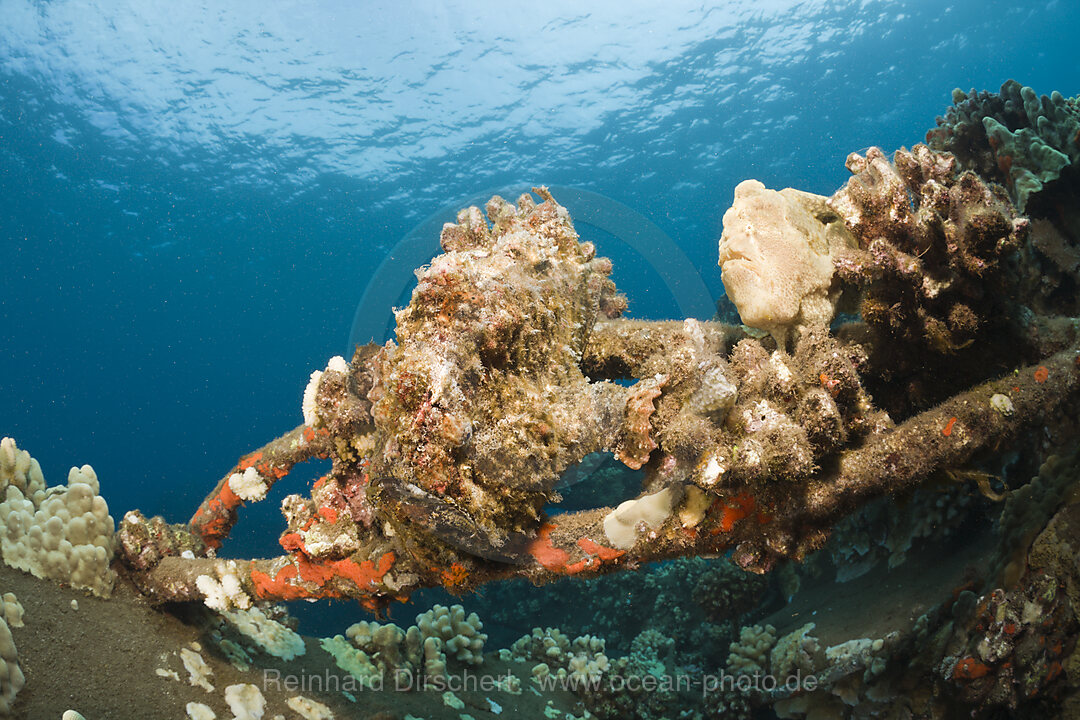 Two Frogfishes, Antennarius commersonii, Maui, Hawaii, USA