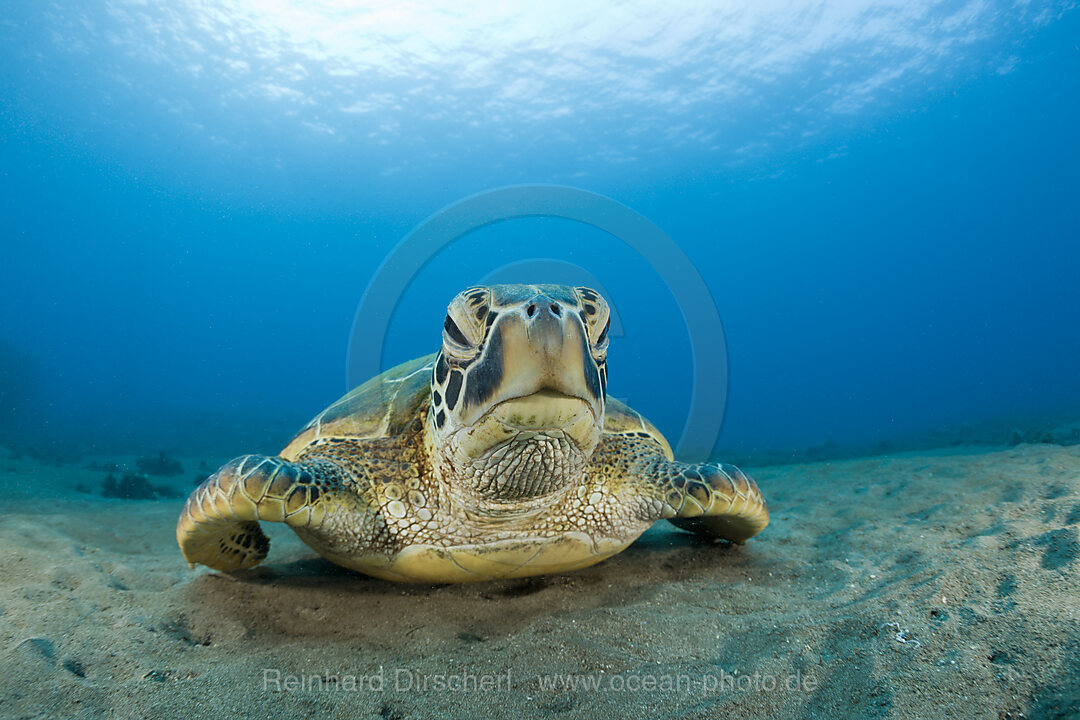 Green Turtle