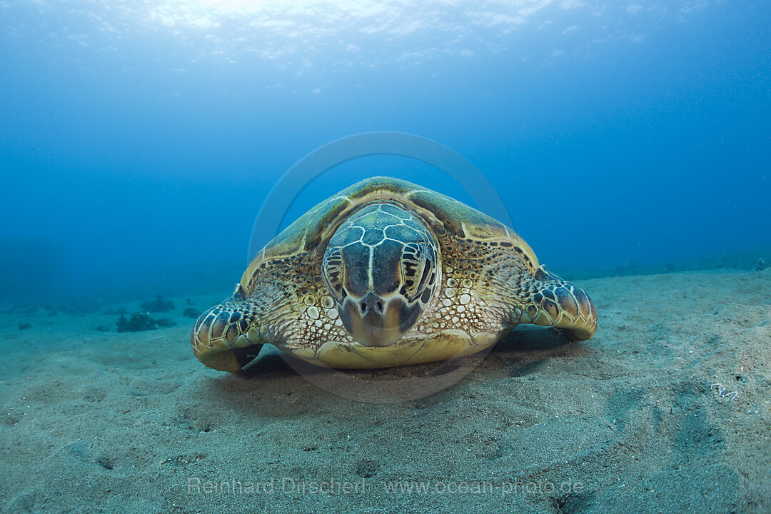 Gruene Meeresschildkroete, Chelonia mydas, Maui, Hawaii, USA