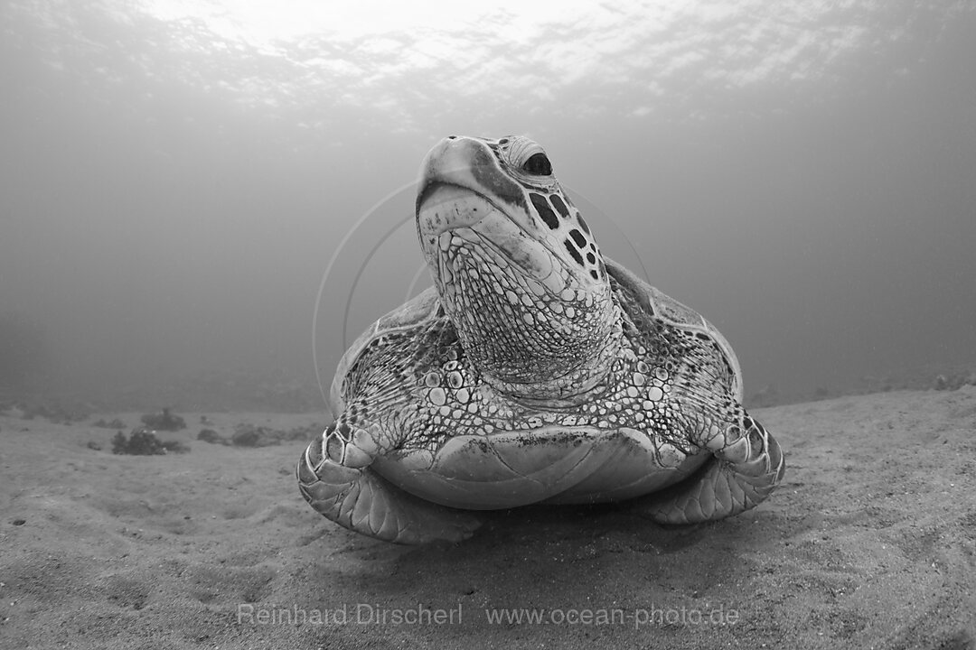 Gruene Meeresschildkroete, Chelonia mydas, Maui, Hawaii, USA