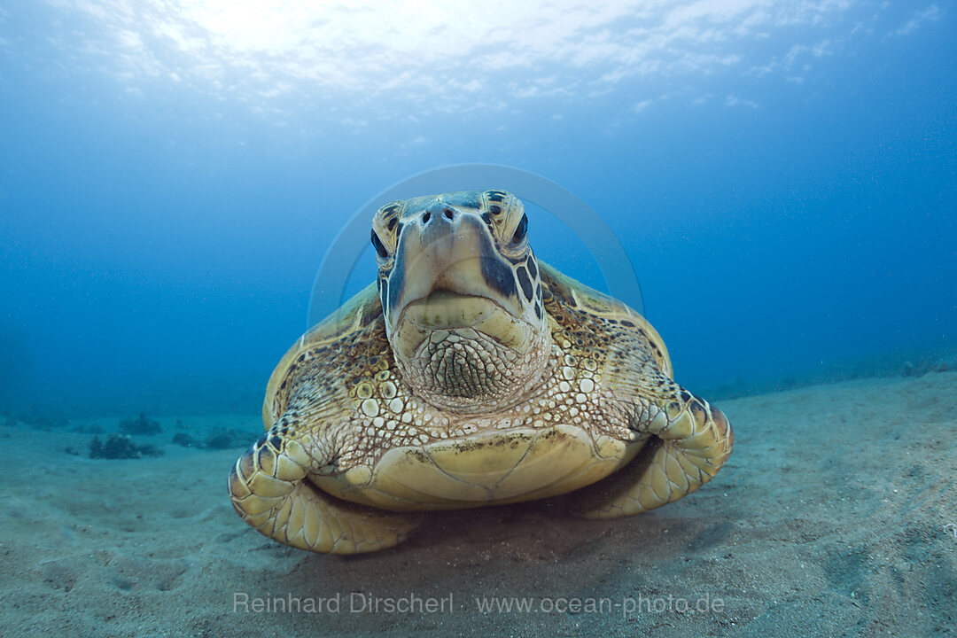 Green Turtle, Chelonia mydas, Maui, Hawaii, USA