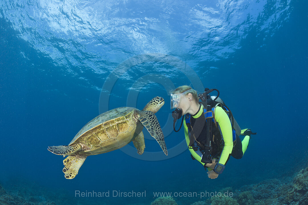 Gruene Meeresschildkroete und Taucher, Chelonia mydas, Maui, Hawaii, USA