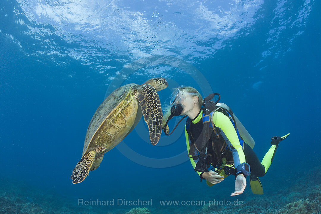 Gruene Meeresschildkroete und Taucher, Chelonia mydas, Maui, Hawaii, USA