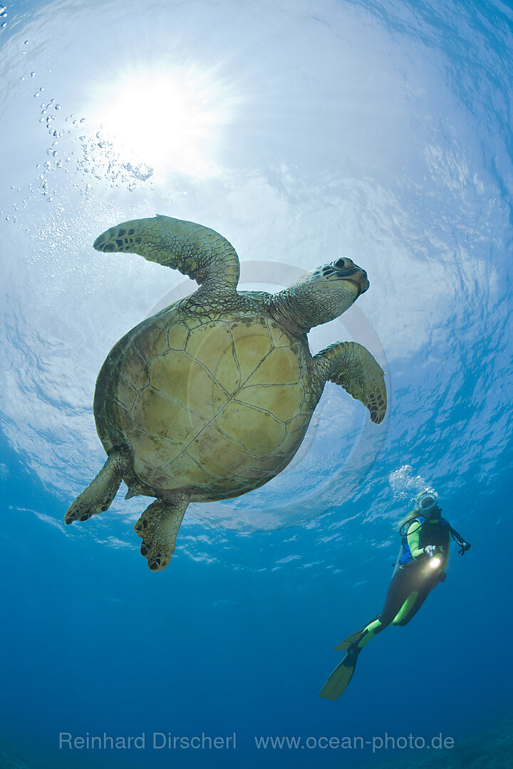 Gruene Meeresschildkroete und Taucher, Chelonia mydas, Maui, Hawaii, USA