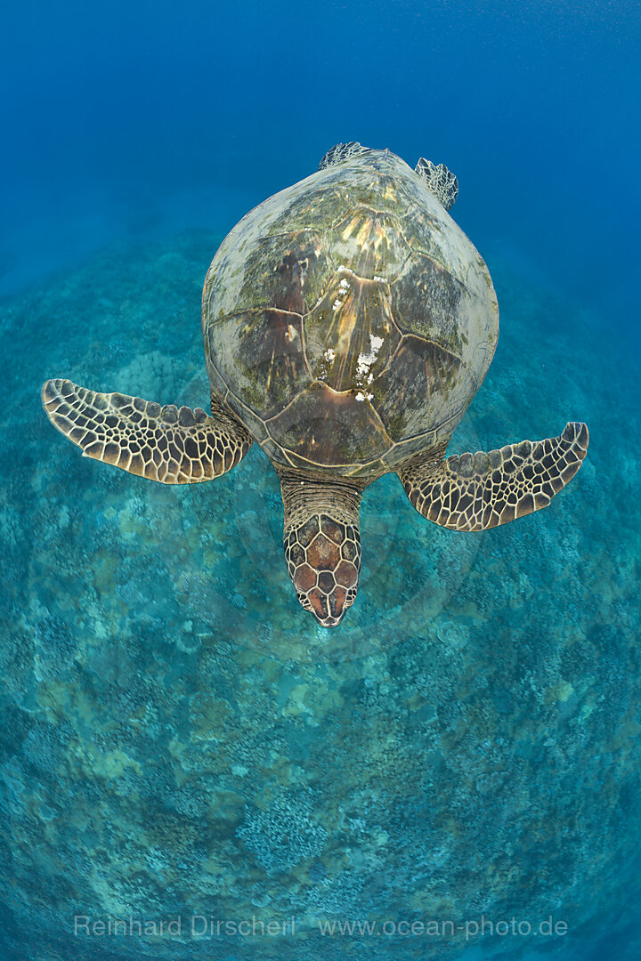 Gruene Meeresschildkroete, Chelonia mydas, Maui, Hawaii, USA