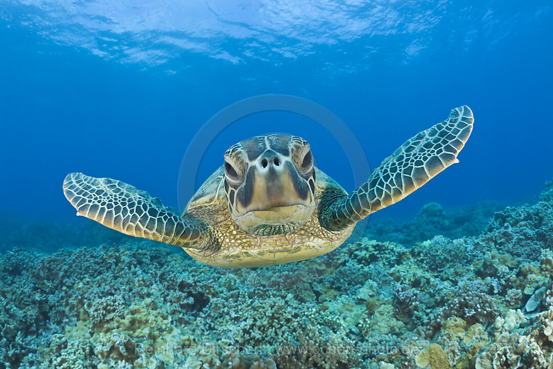 Gruene Meeresschildkroete, Chelonia mydas, Maui, Hawaii, USA