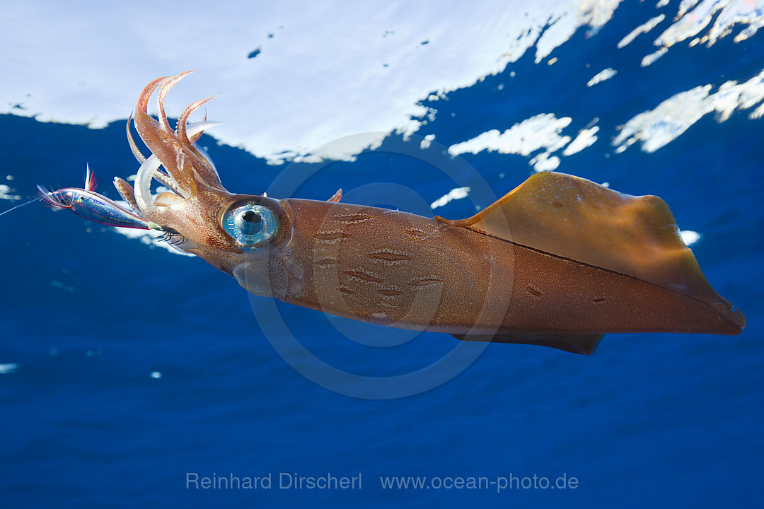 Veined Kalmar on Fish Hook