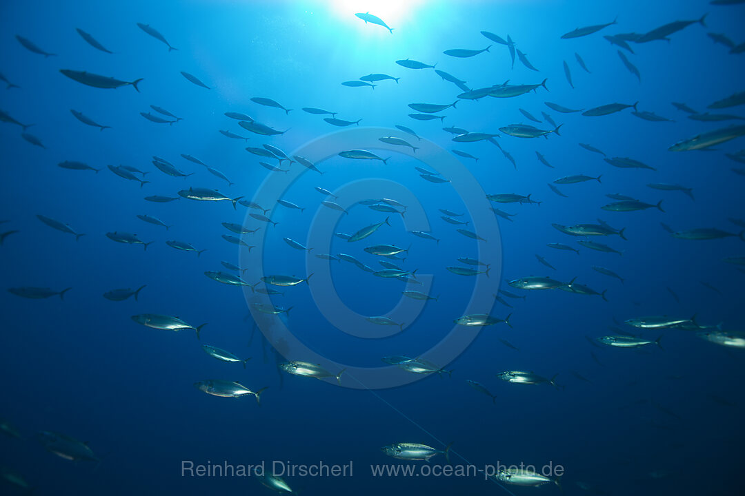 Atlantische Bonitos