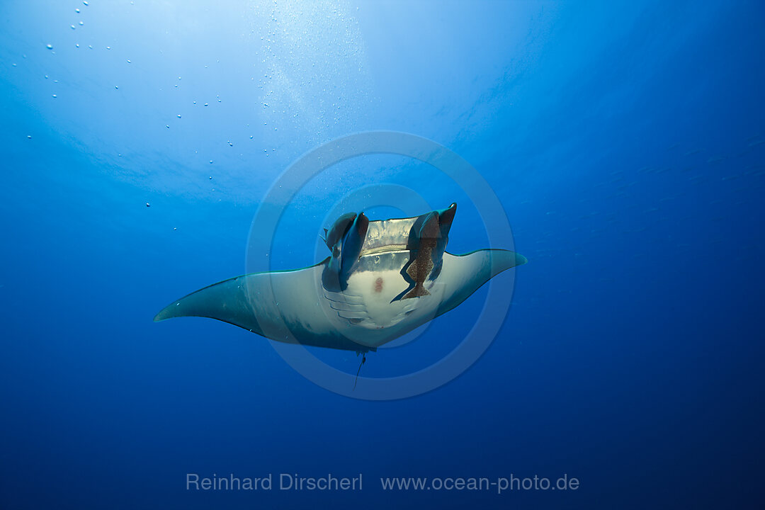 Sicklefin Mobula with Remora, Mobula tarapacana, Azores, Princess Alice Bank, Atlantic Ocean, Portugal