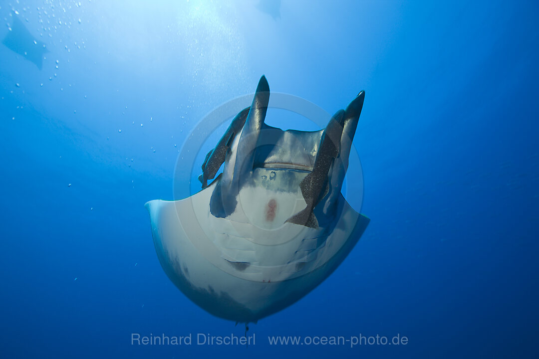 Sichelflossen-Mobula mit Schiffshalter, Mobula tarapacana, Azoren, Princess Alice Bank, Atlantik, Portugal