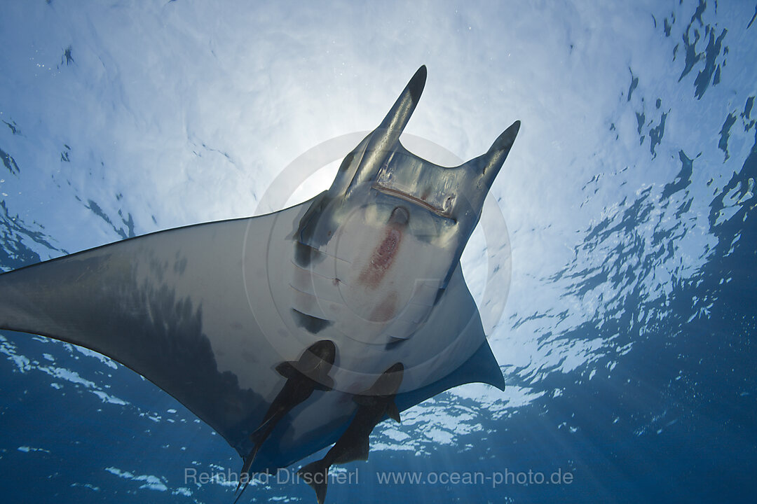 Sichelflossen-Mobula mit Schiffshalter, Mobula tarapacana, Azoren, Princess Alice Bank, Atlantik, Portugal