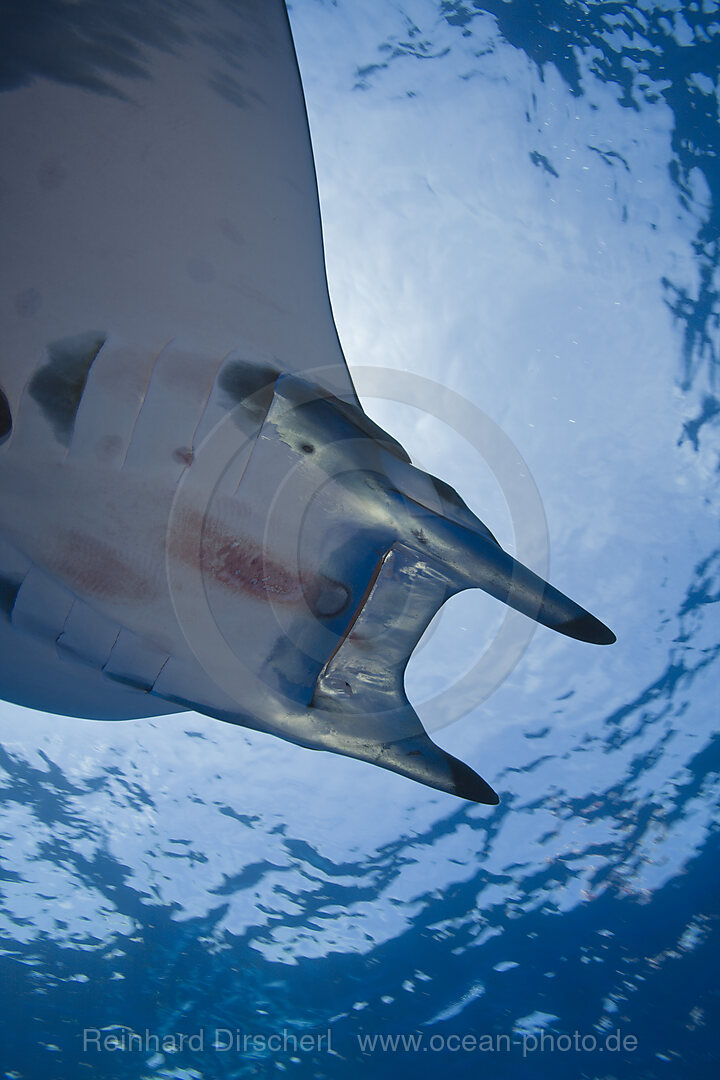 Sicklefin Mobula