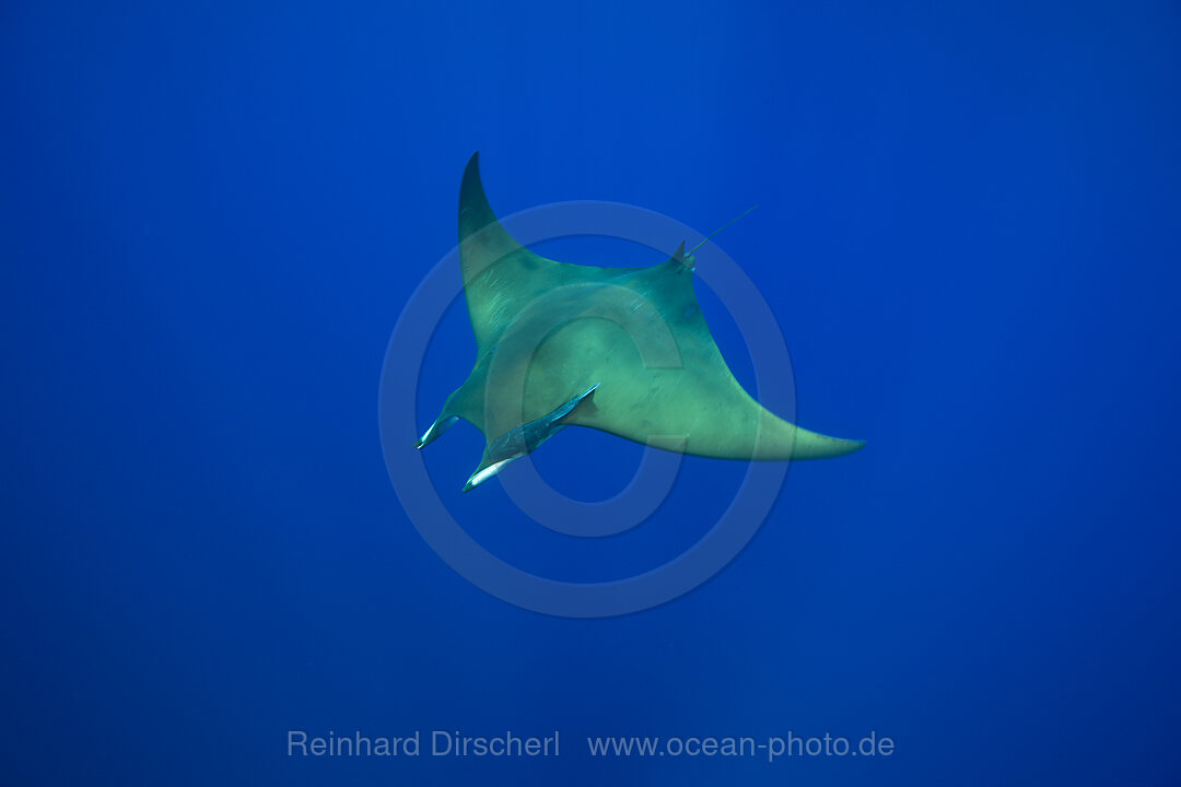 Sicklefin Mobula