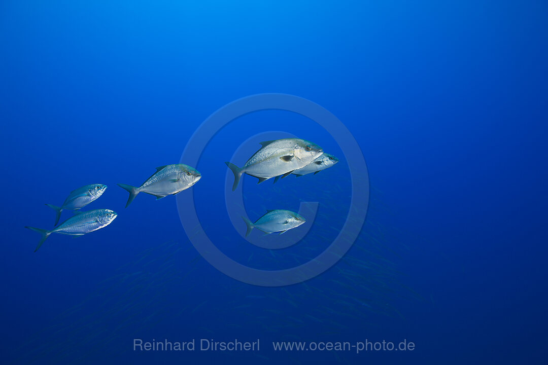 Almaco Amberjacks