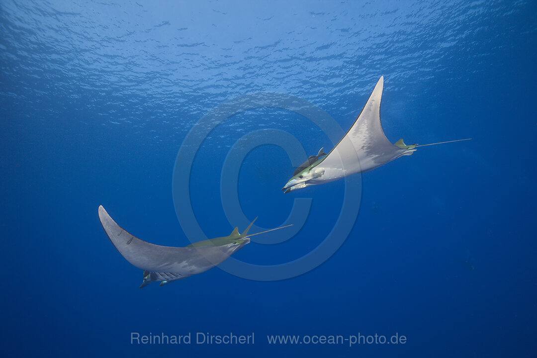 Sichelflossen-Mobulas, Mobula tarapacana, Azoren, Princess Alice Bank, Atlantik, Portugal