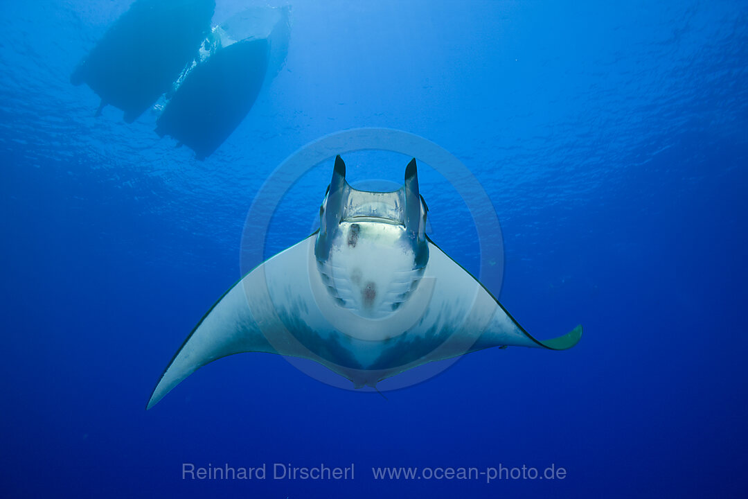 Sichelflossen-Mobula, Mobula tarapacana, Azoren, Princess Alice Bank, Atlantik, Portugal