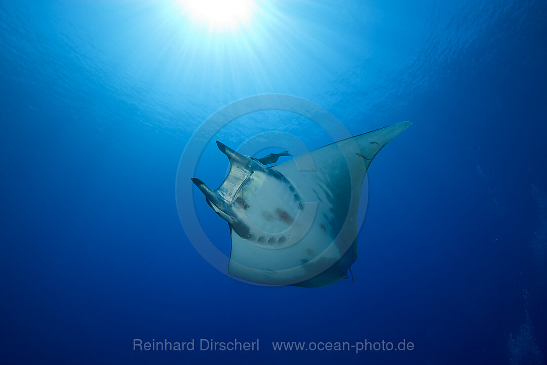 Sichelflossen-Mobula, Mobula tarapacana, Azoren, Princess Alice Bank, Atlantik, Portugal