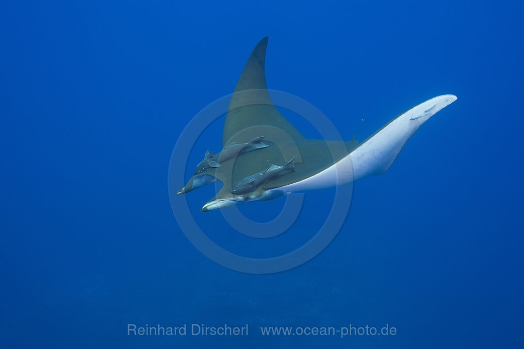 Sichelflossen-Mobula mit Schiffshalter, Mobula tarapacana, Azoren, Princess Alice Bank, Atlantik, Portugal