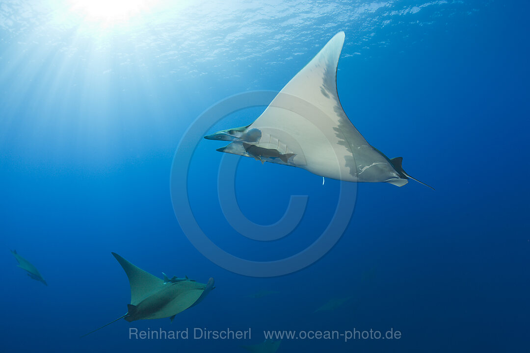 Sichelflossen-Mobulas, Mobula tarapacana, Azoren, Princess Alice Bank, Atlantik, Portugal