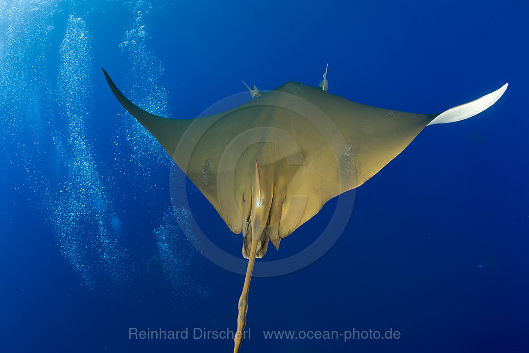Sichelflossen-Mobula