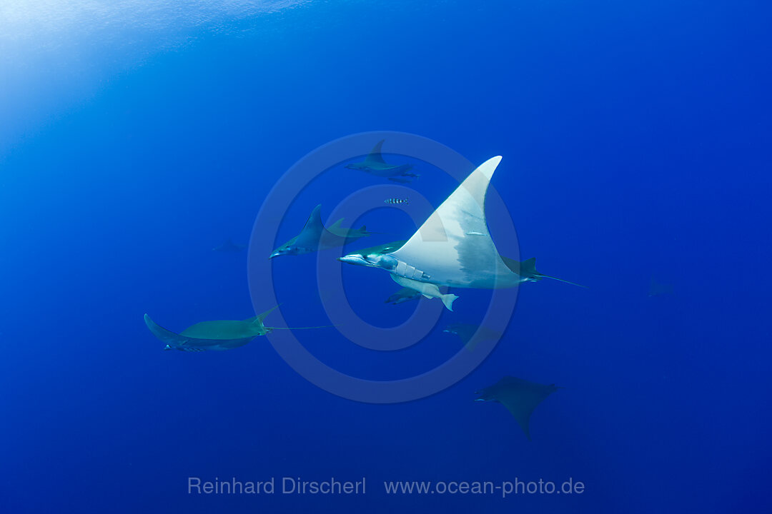 Sicklefin Mobulas, Mobula tarapacana, Azores, Princess Alice Bank, Atlantic Ocean, Portugal