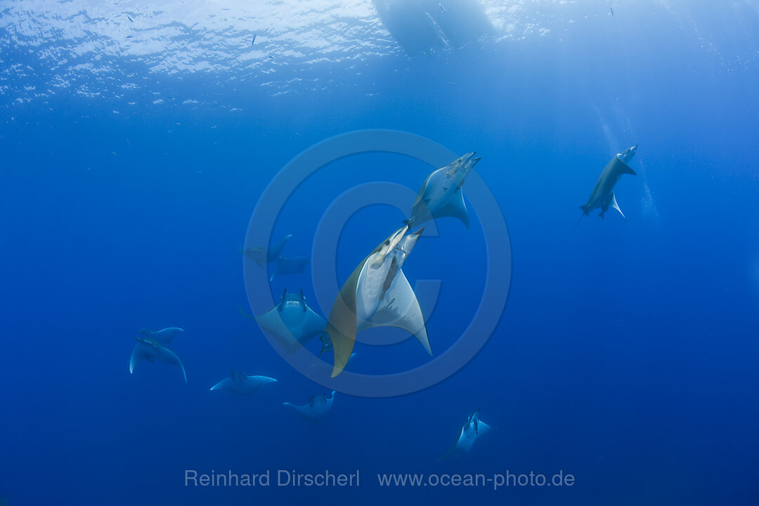 Sicklefin Mobulas, Mobula tarapacana, Azores, Princess Alice Bank, Atlantic Ocean, Portugal