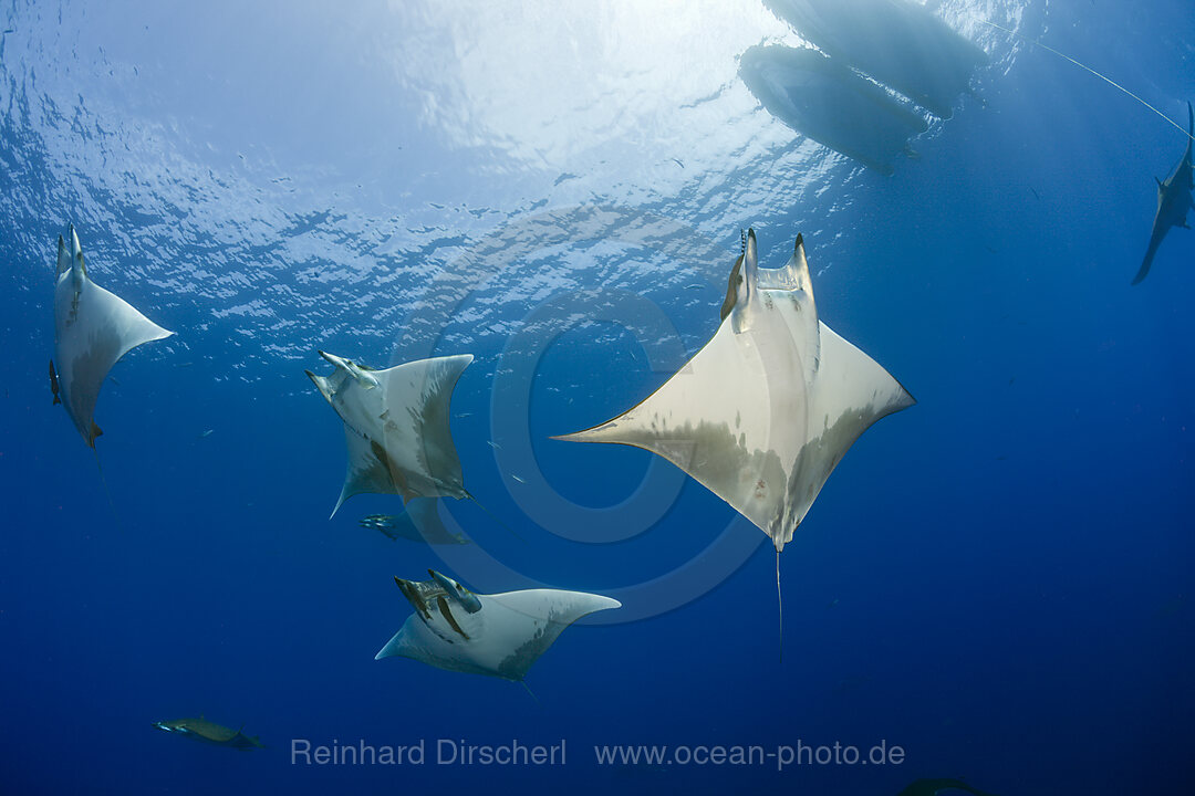 Sicklefin Mobulas, Mobula tarapacana, Azores, Princess Alice Bank, Atlantic Ocean, Portugal