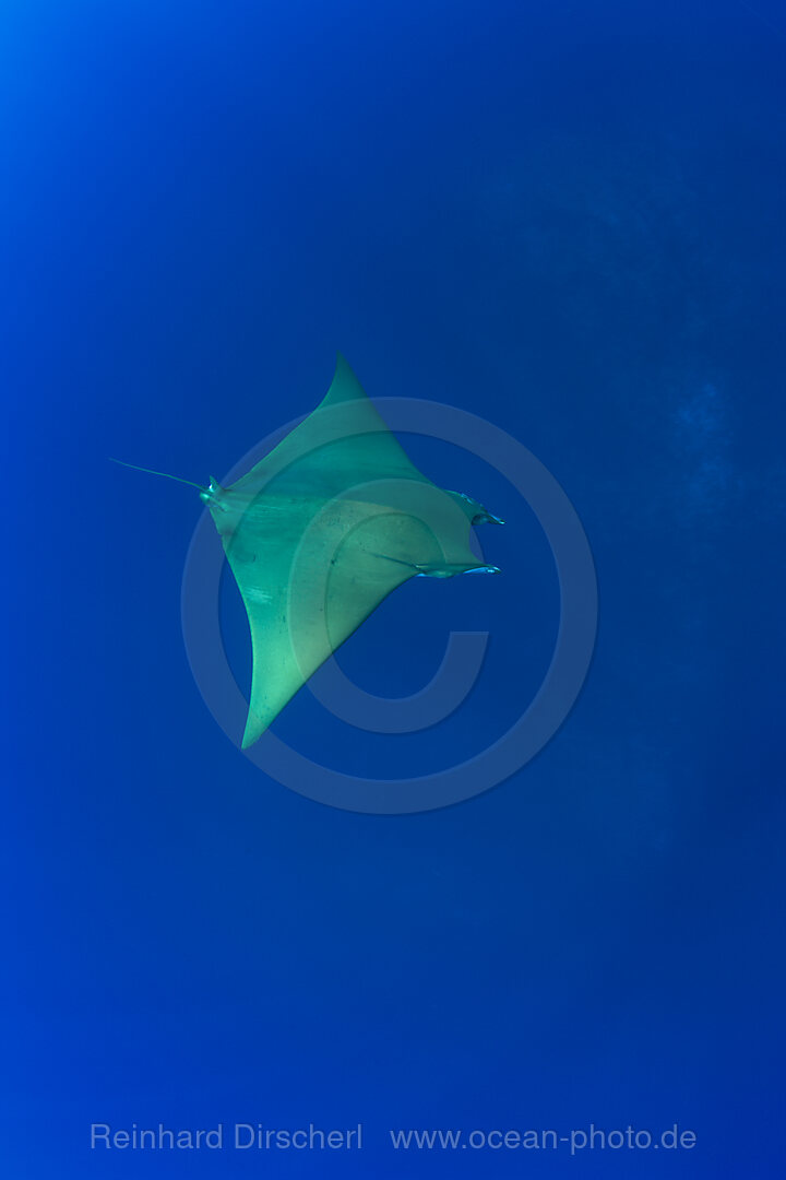 Sicklefin Mobula