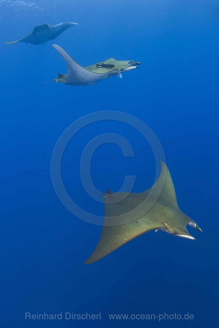 Sichelflossen-Mobulas, Mobula tarapacana, Azoren, Princess Alice Bank, Atlantik, Portugal