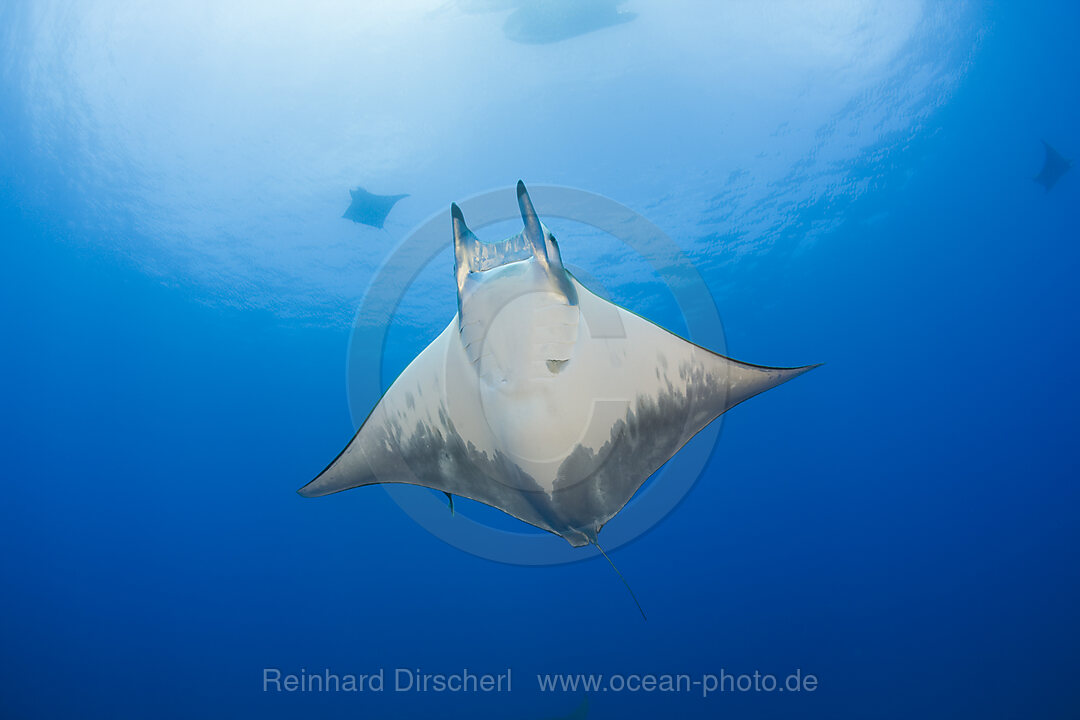 Sichelflossen-Mobula