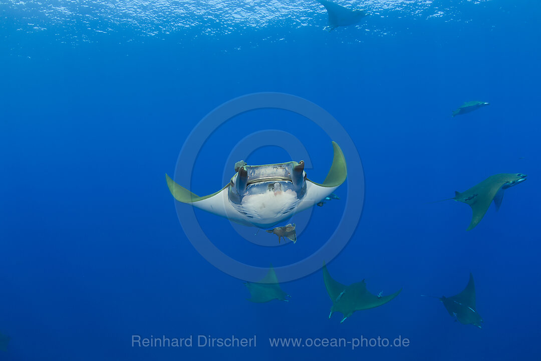 Sicklefin Mobulas, Mobula tarapacana, Azores, Princess Alice Bank, Atlantic Ocean, Portugal