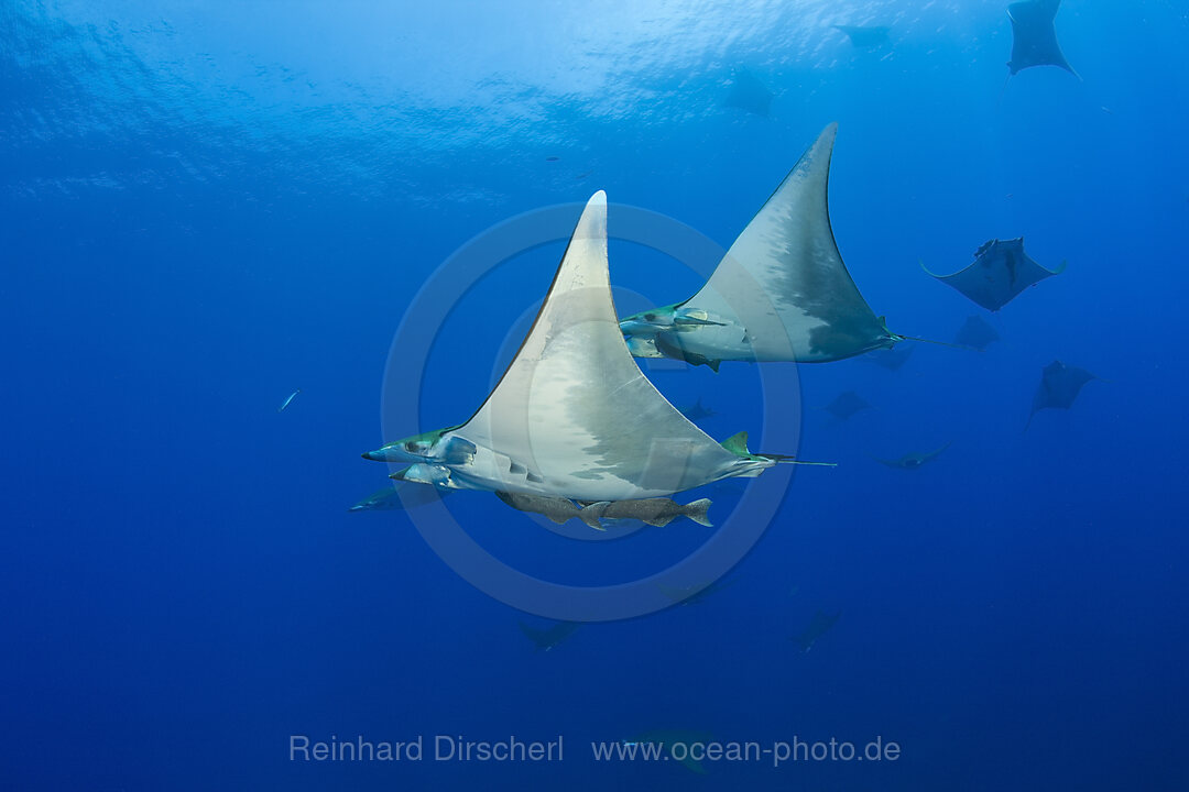 Sichelflossen-Mobulas, Mobula tarapacana, Azoren, Princess Alice Bank, Atlantik, Portugal