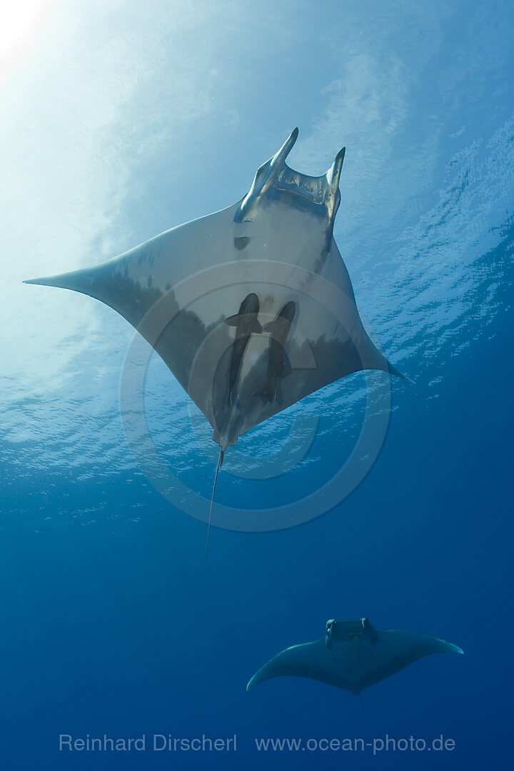 Sichelflossen-Mobula, Mobula tarapacana, Azoren, Princess Alice Bank, Atlantik, Portugal