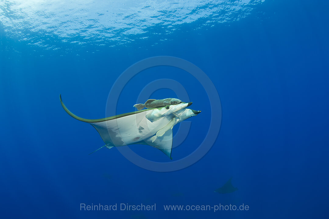 Sichelflossen-Mobula