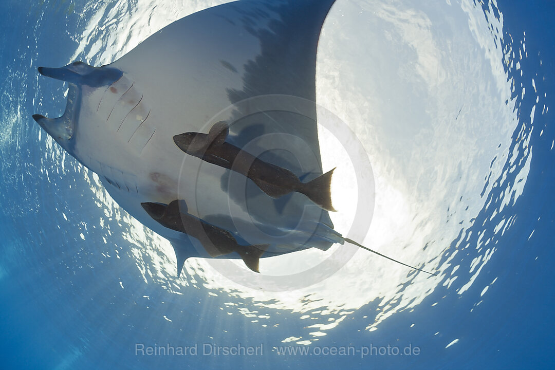 Sicklefin Mobula