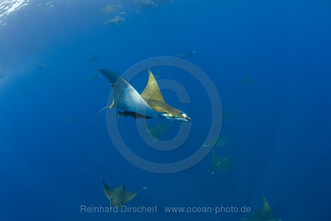 Sicklefin Mobulas, Mobula tarapacana, Azores, Princess Alice Bank, Atlantic Ocean, Portugal