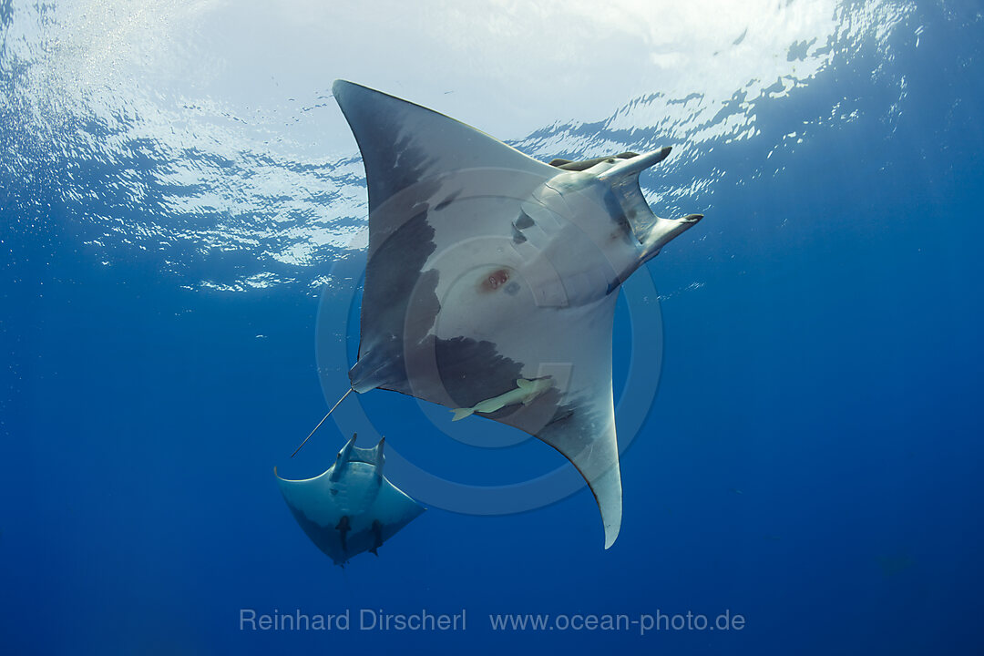 Sicklefin Mobula, Mobula tarapacana, Azores, Princess Alice Bank, Atlantic Ocean, Portugal