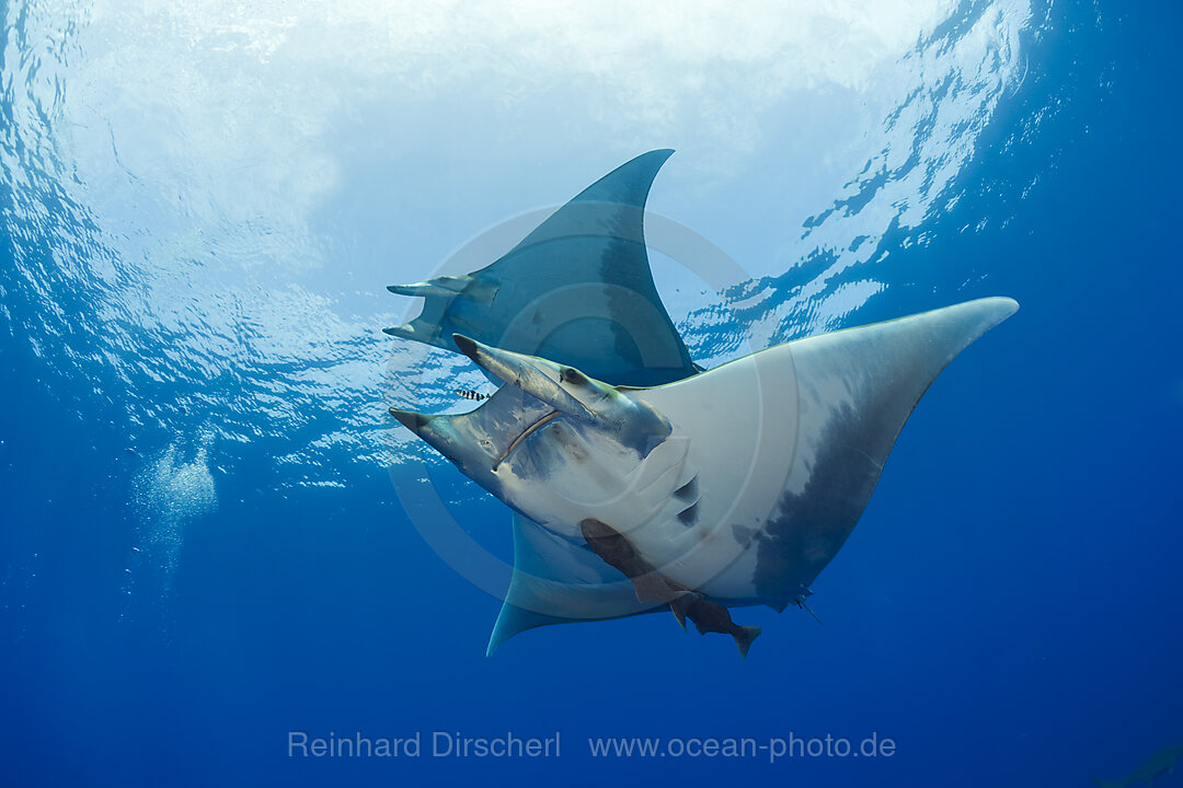 Sicklefin Mobula, Mobula tarapacana, Azores, Princess Alice Bank, Atlantic Ocean, Portugal