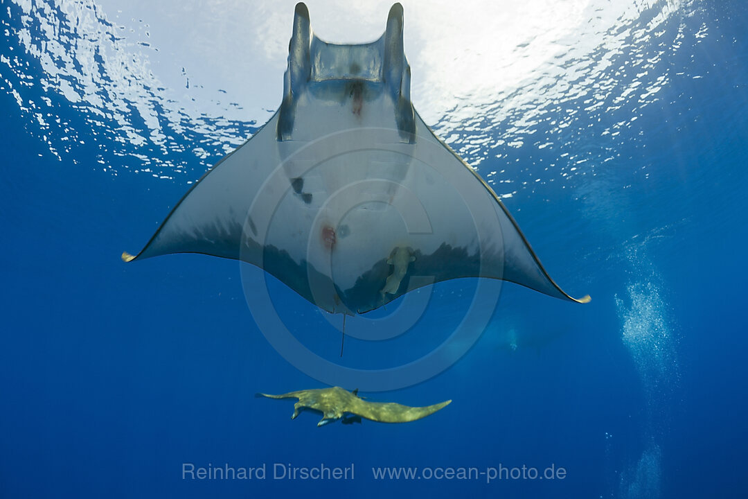 Sicklefin Mobula, Mobula tarapacana, Azores, Princess Alice Bank, Atlantic Ocean, Portugal