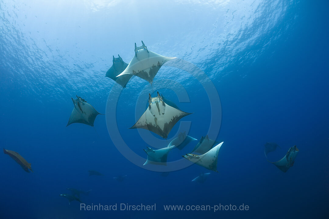 Sichelflossen-Mobulas, Mobula tarapacana, Azoren, Princess Alice Bank, Atlantik, Portugal